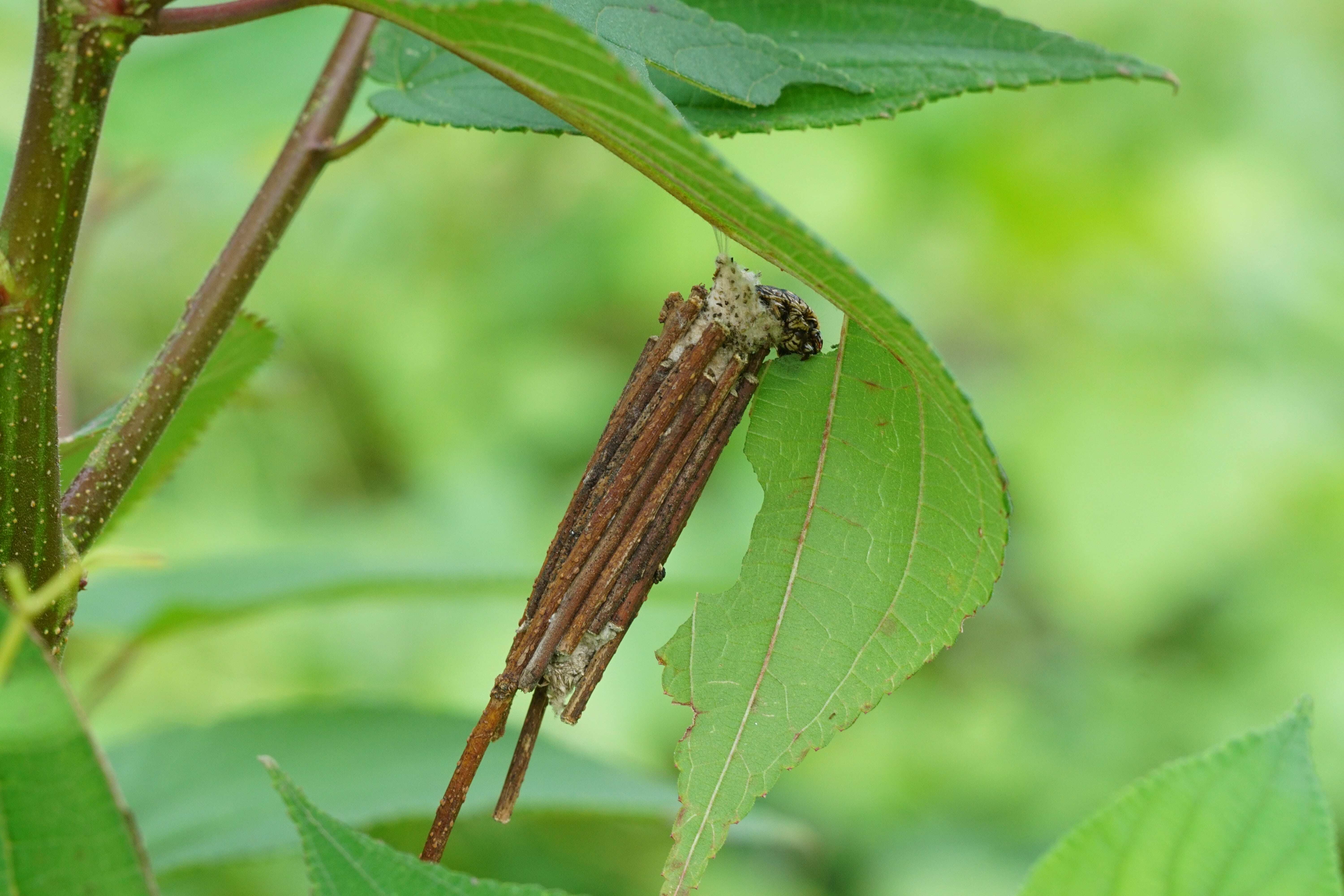 Bagworm on a Leaf CC-min