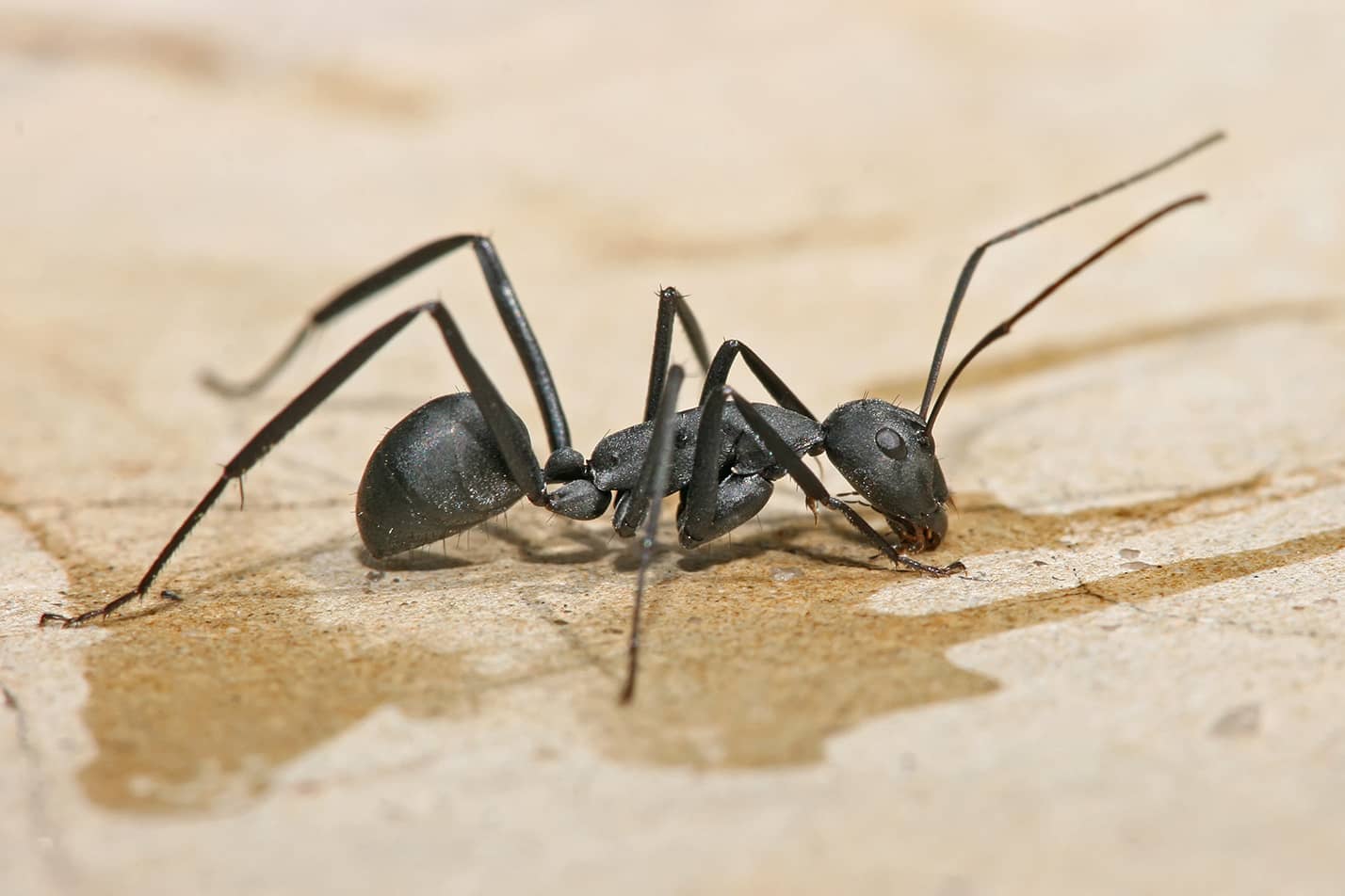 Carpenter Ant CC