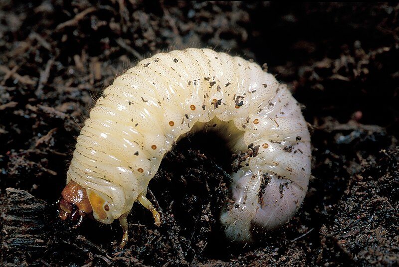 Grub Control Basics: How to Spot Grub Damage & Ways Your Lawn Can Recover