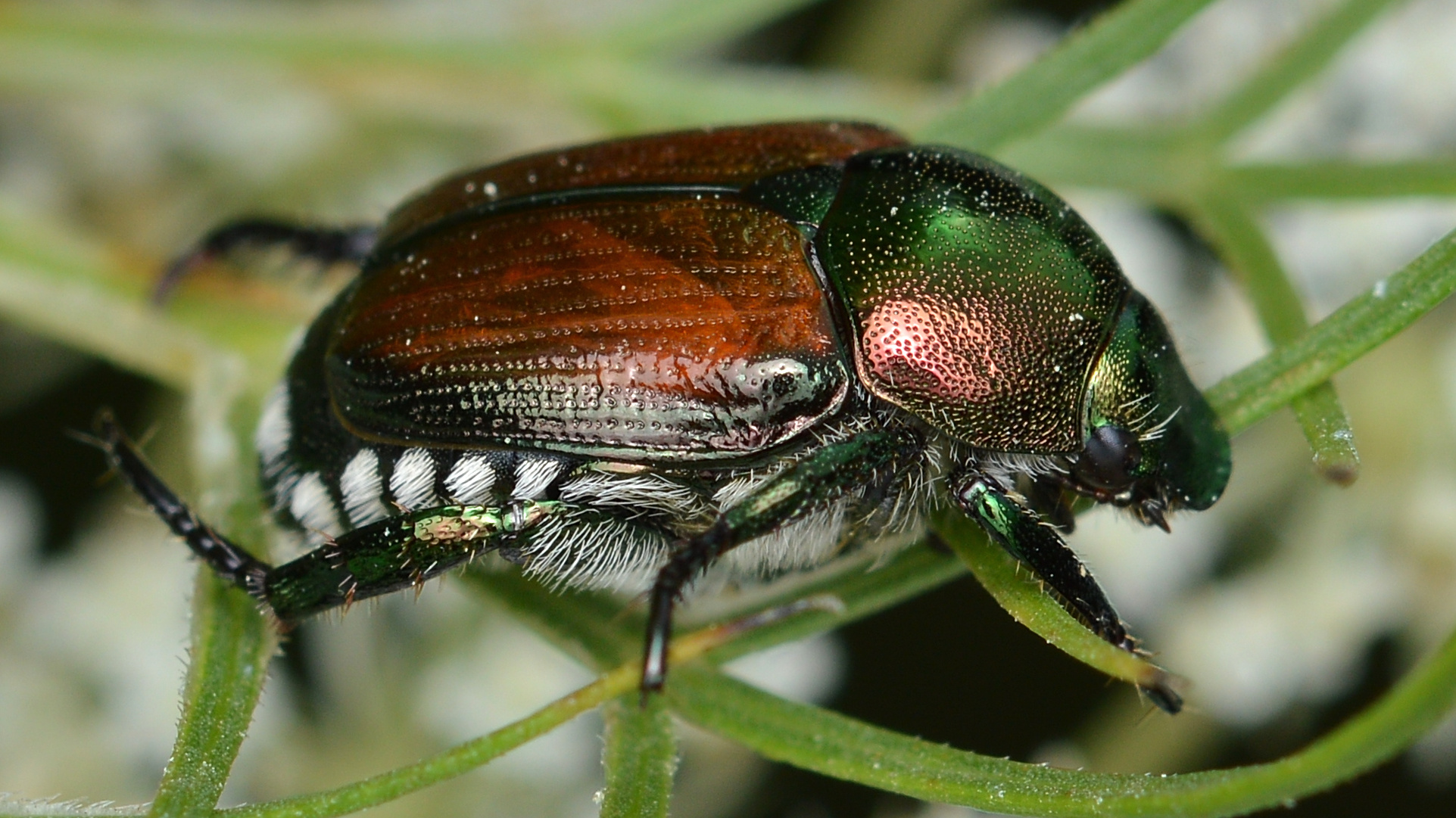 Japanese Beetle (Popillia_japonica) CC