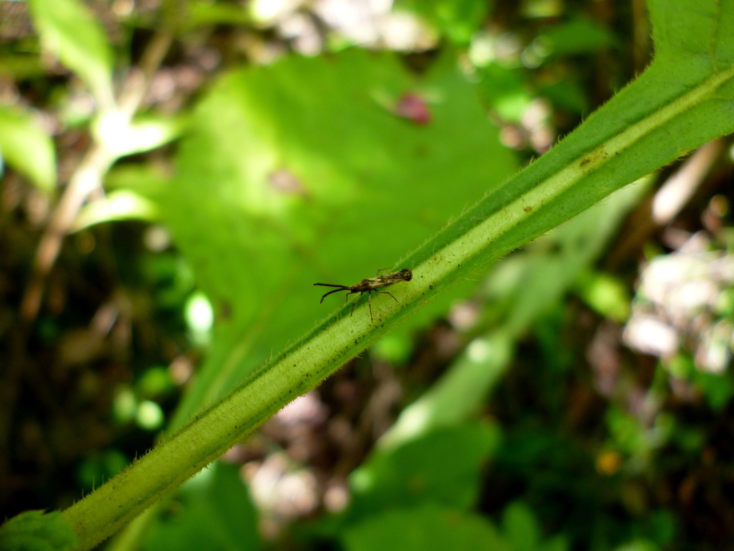 Lace Bug on a Leaf CC