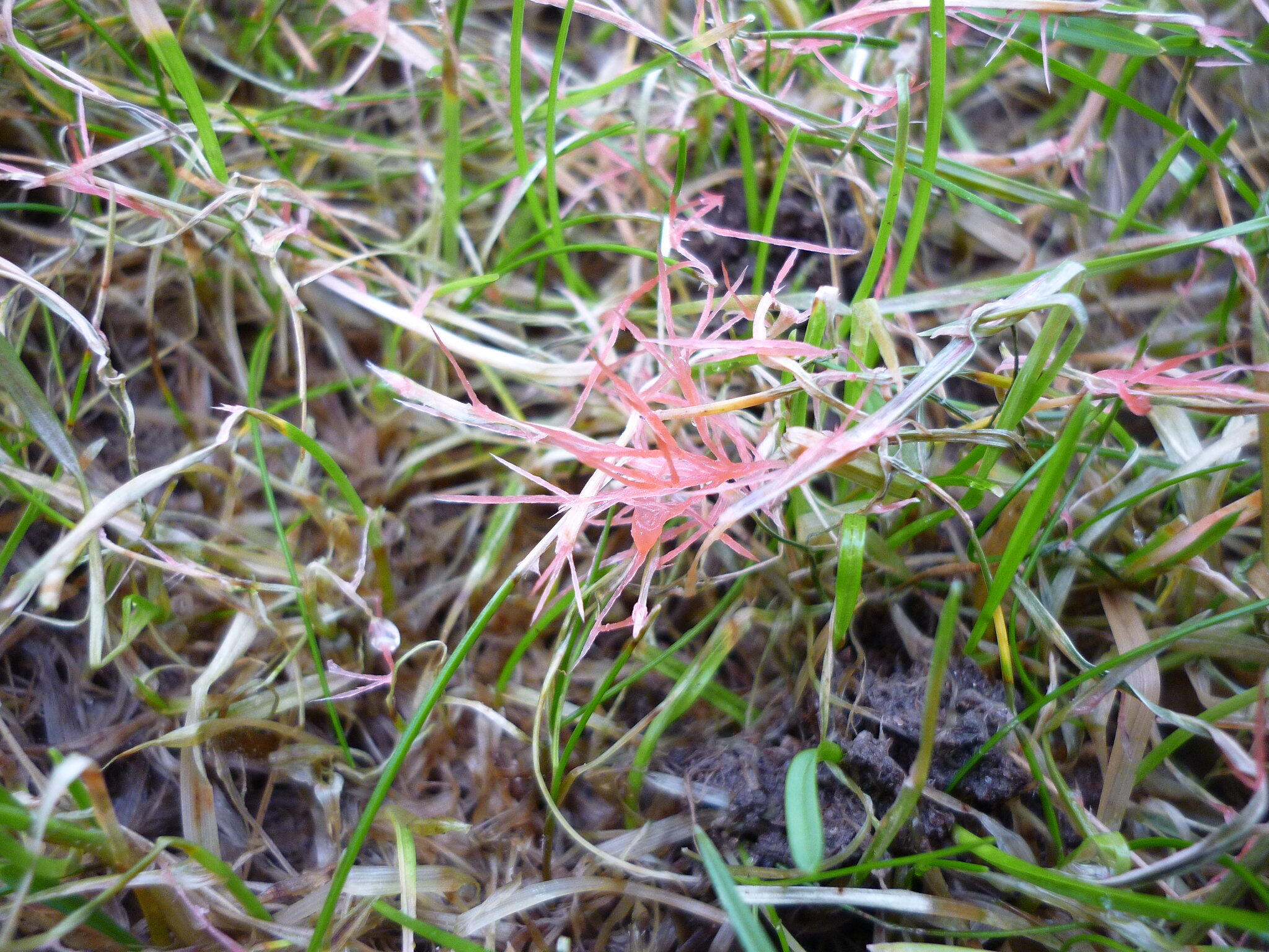 Red Thread Fungus: How to Identify & Treat This Stubborn Lawn Disease