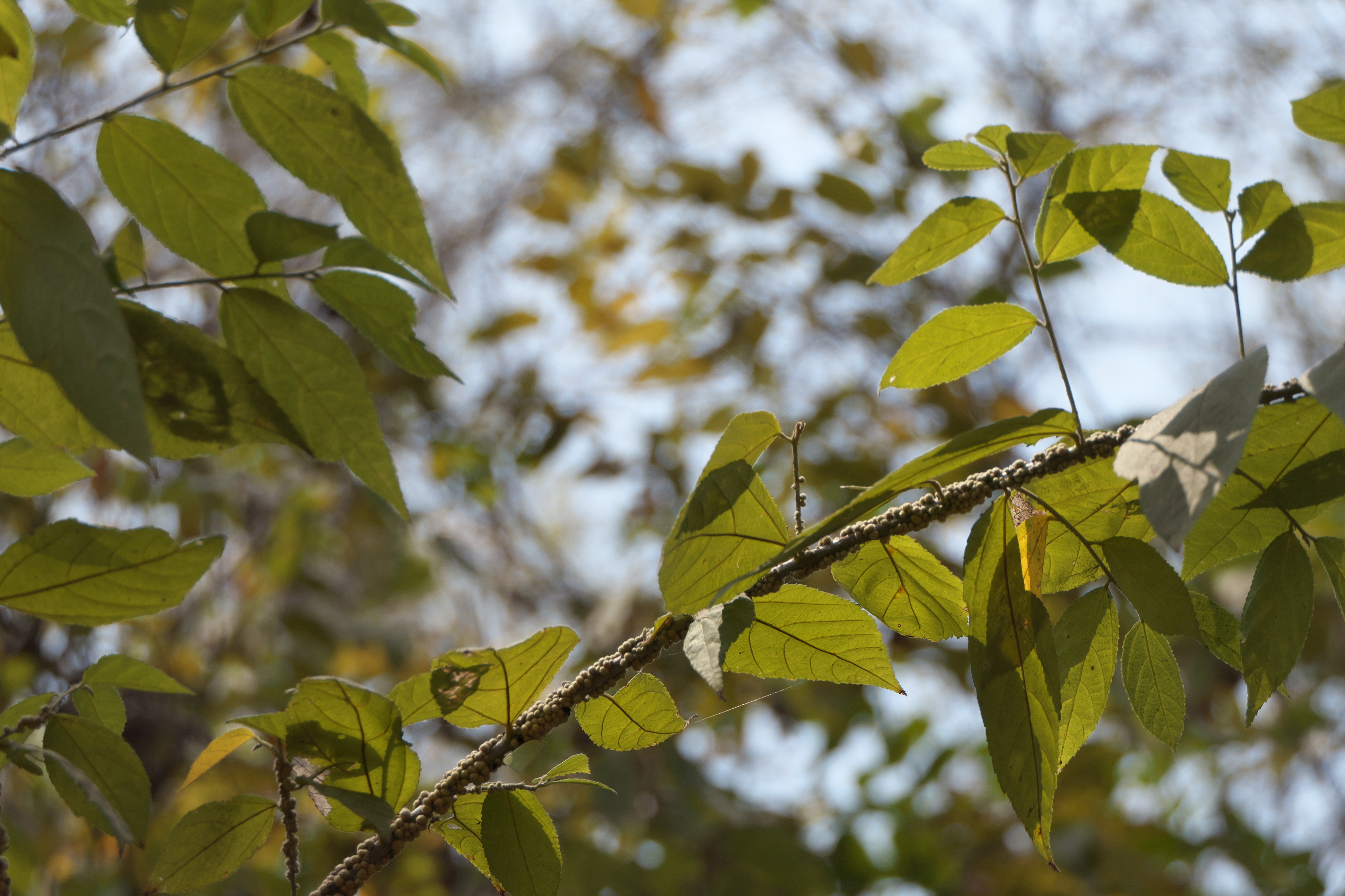 Scale Insects on a Branch CC