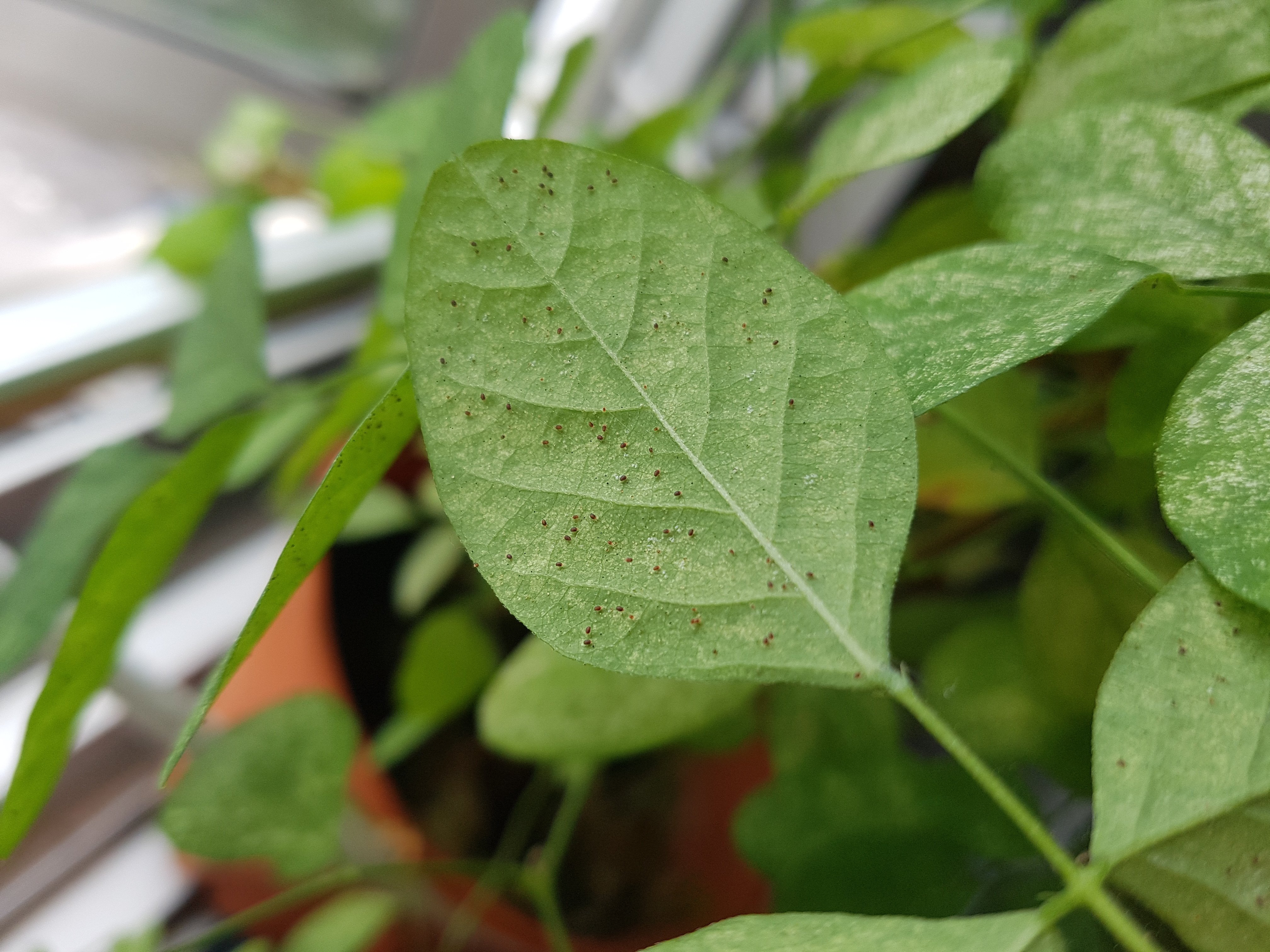 Spider Mites on a Leaf CC