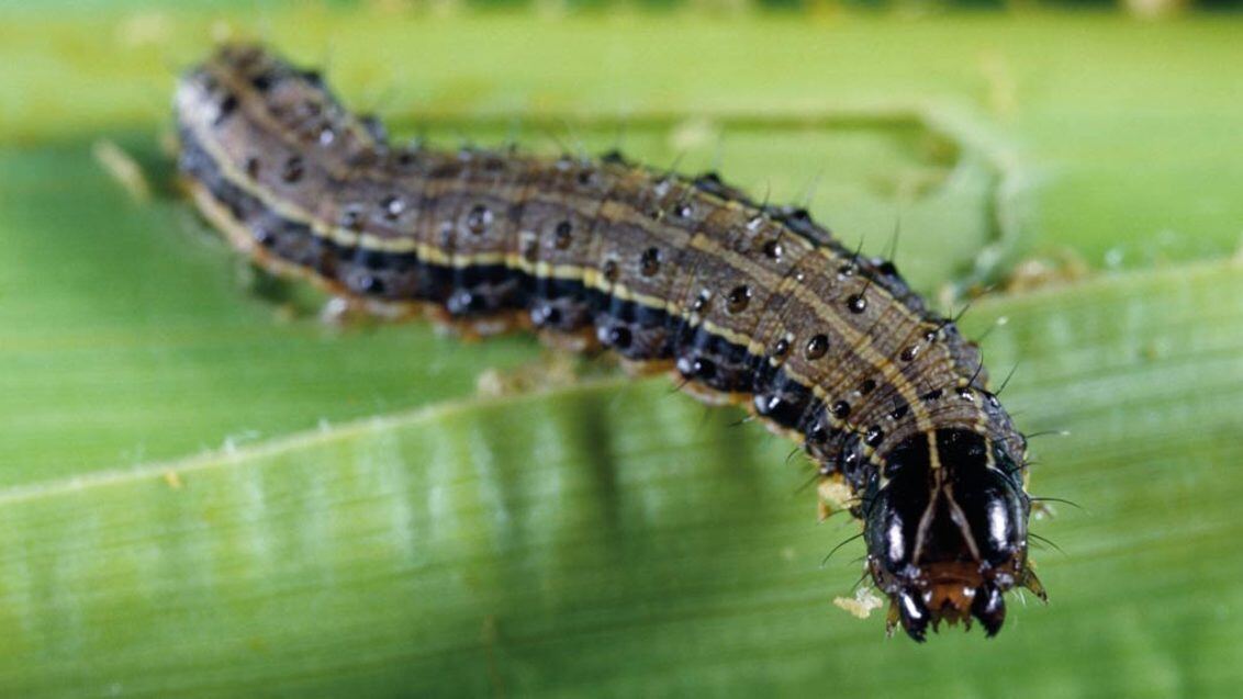 armyworm