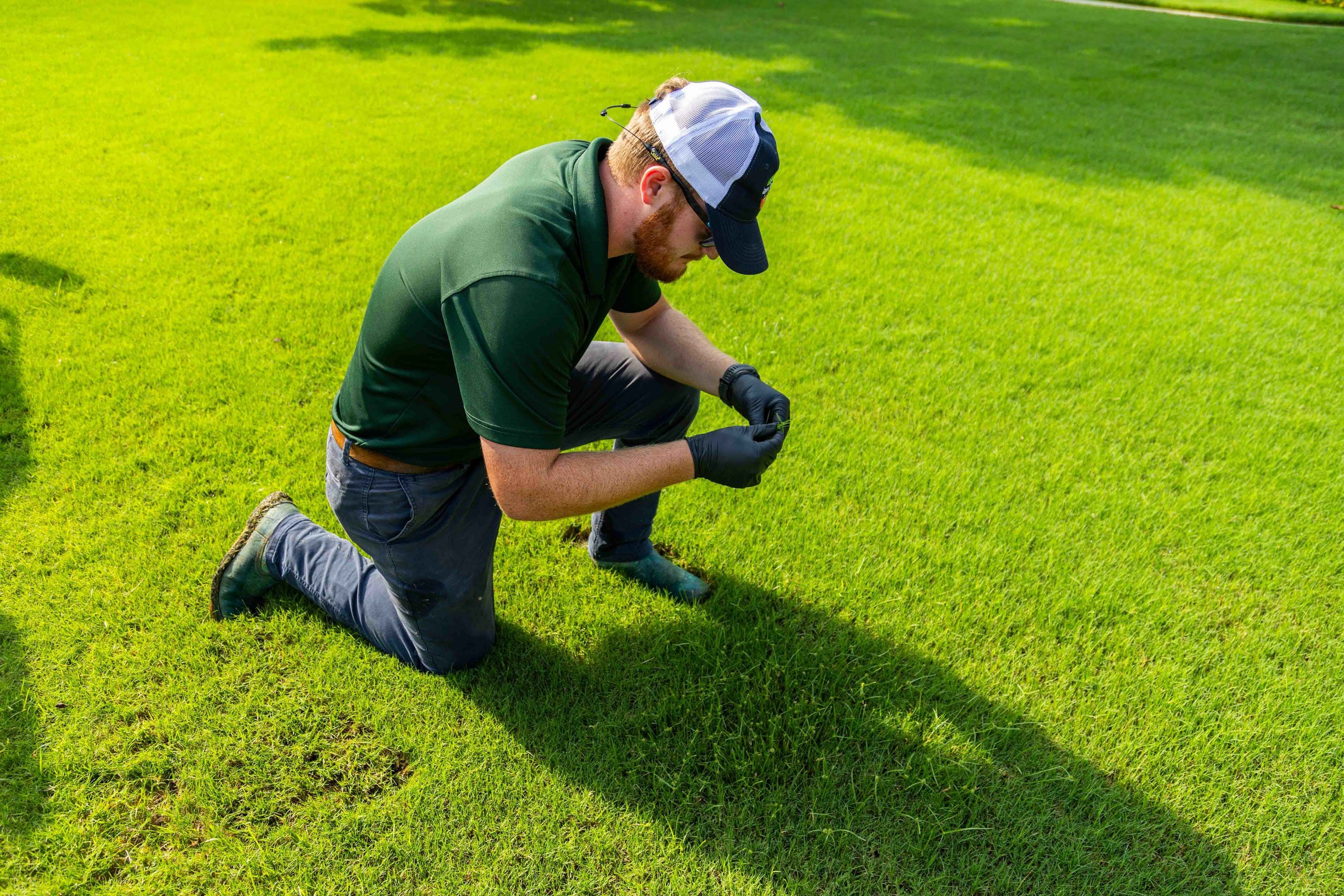 lawn care professional inspecting grass blades in a nice lawn