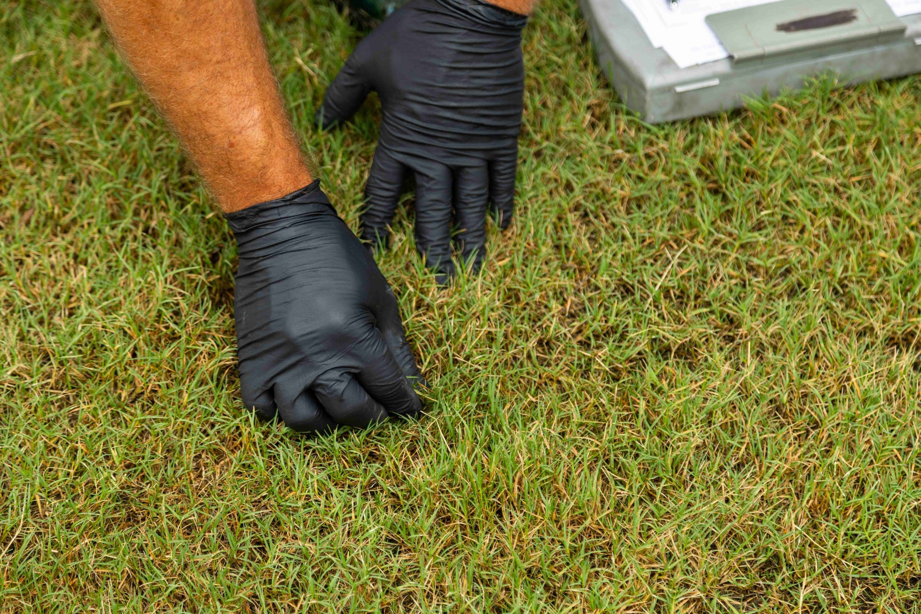 lawn care technician inspection grass disease detail-1