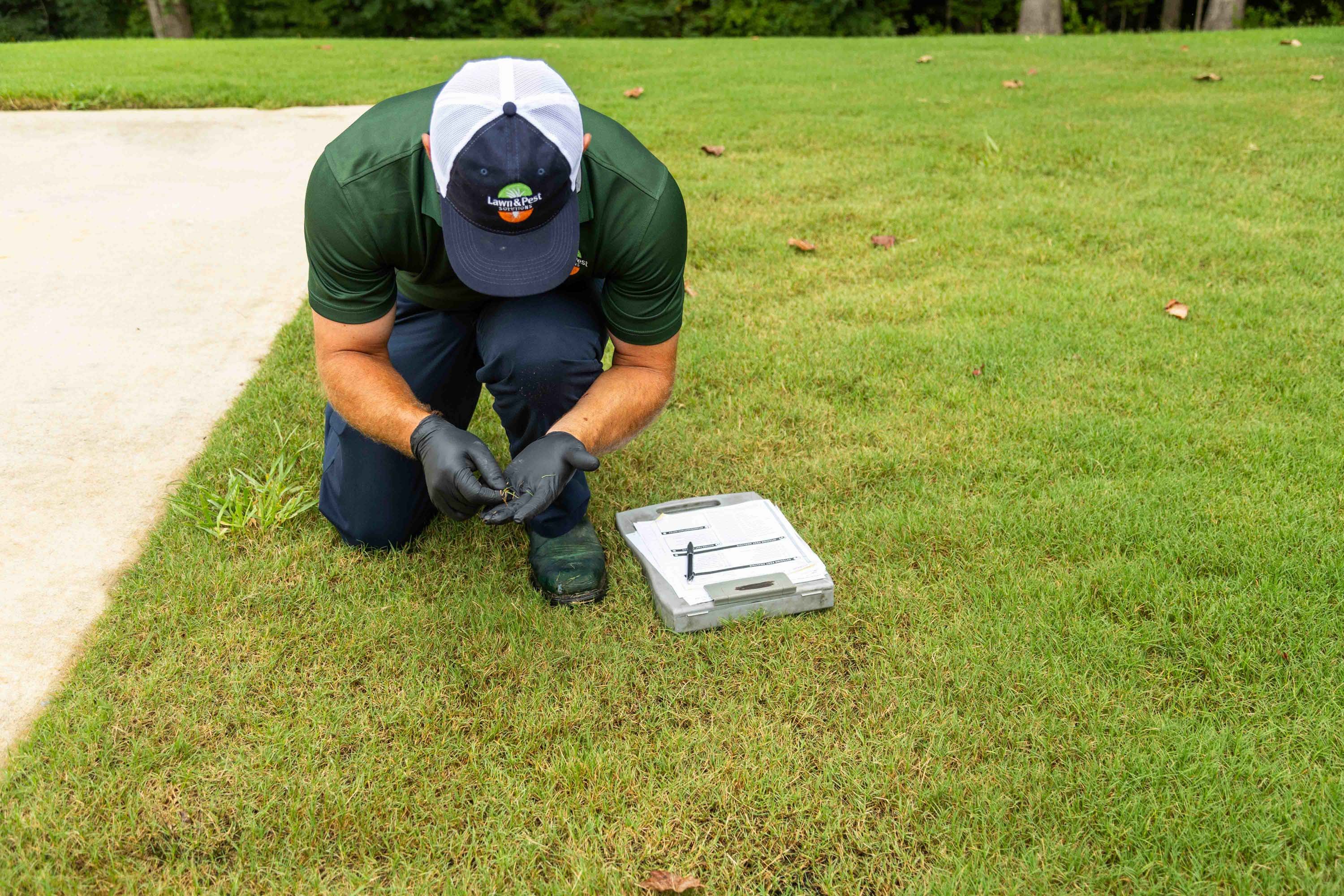 lawn care technician inspection grass disease-1