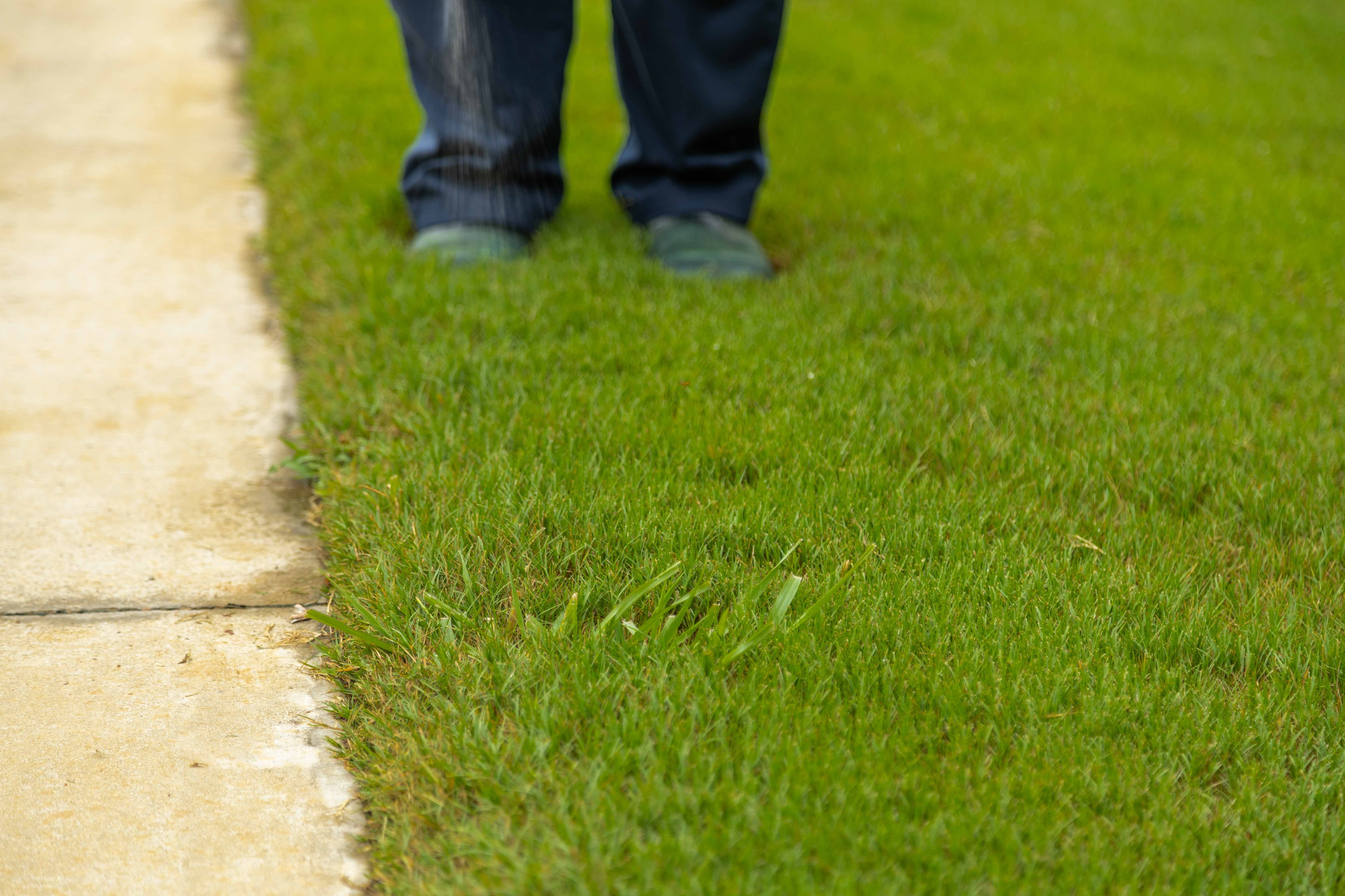 lawn care company spraying weeds in a nice lawn