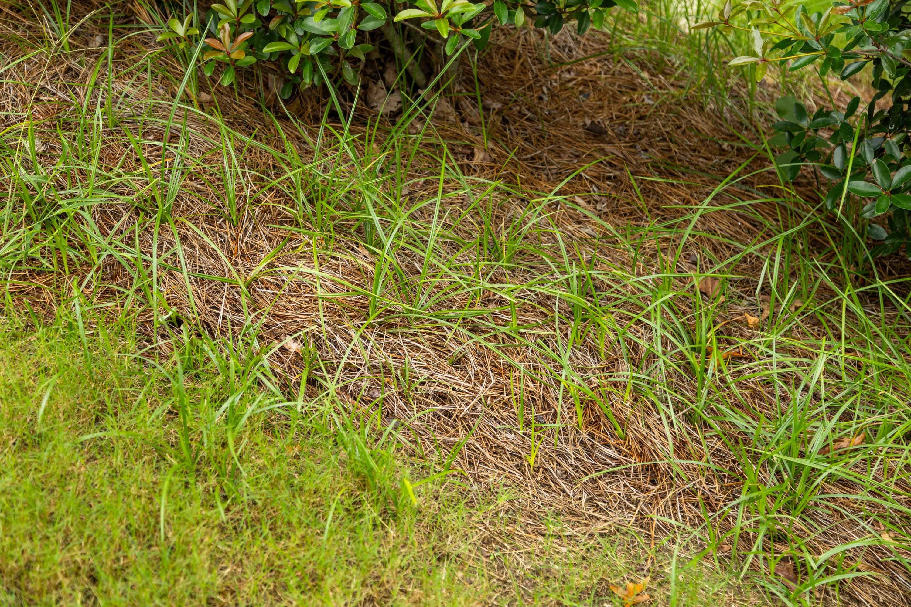 nutsedge or nut grass weeds growing in a pine straw mulch bed