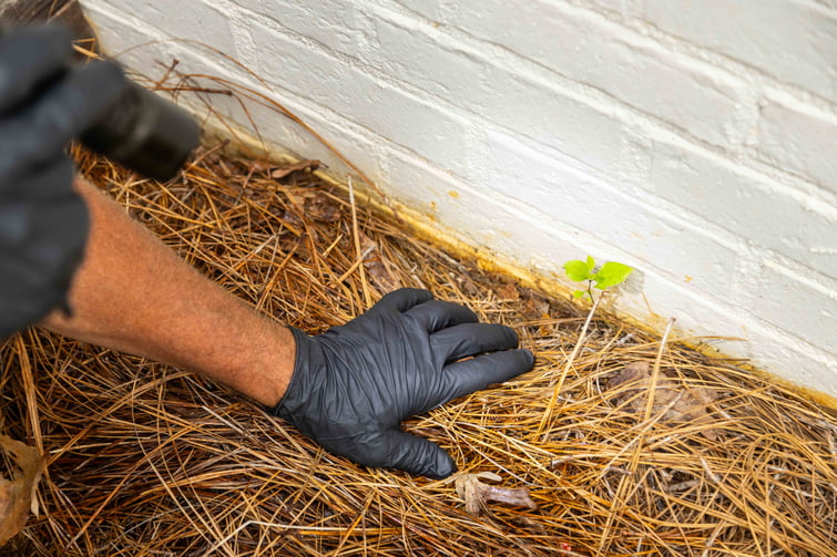 pest control tech crew perimter footer flower bed inspection detail