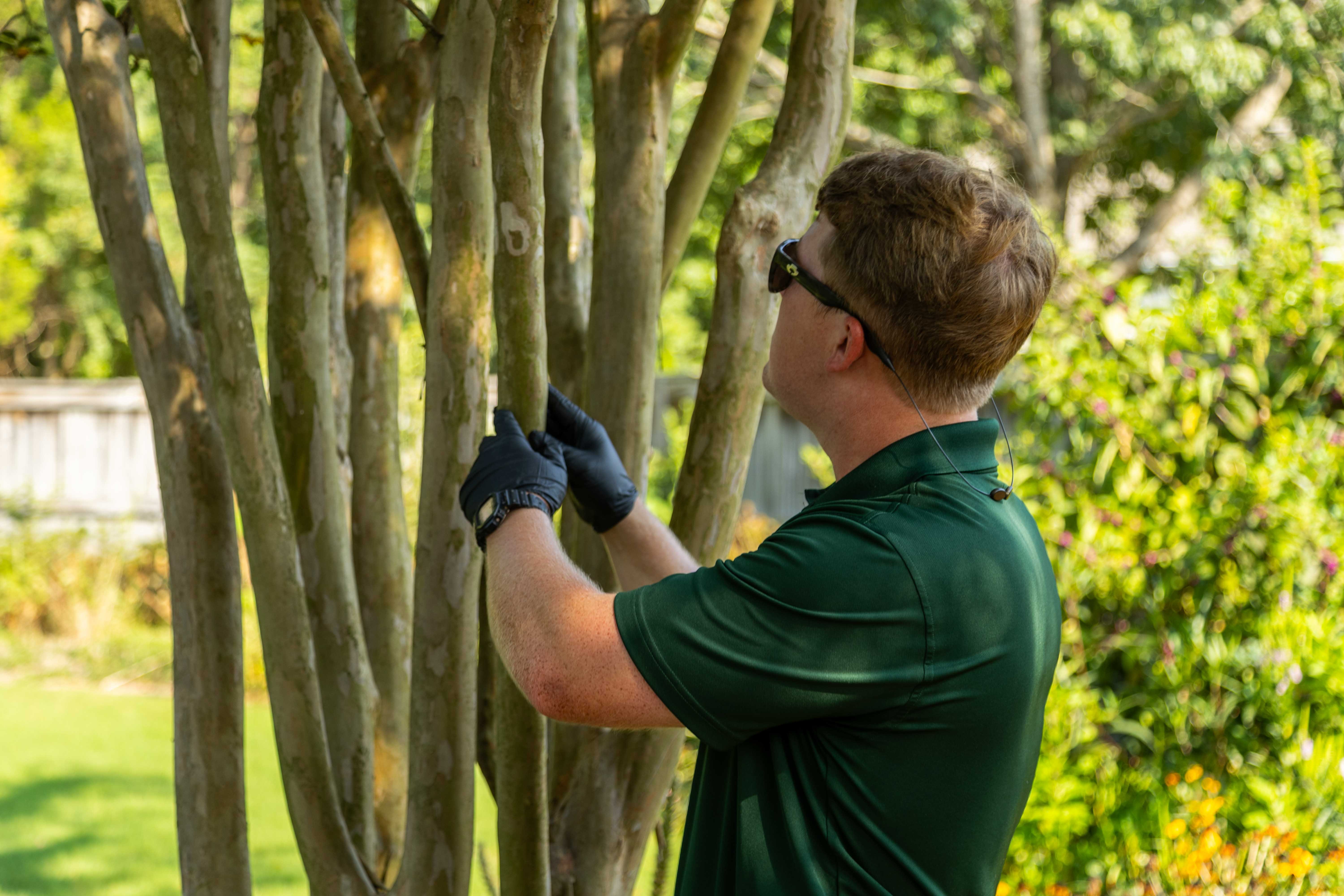 plant health care inspection tree technician