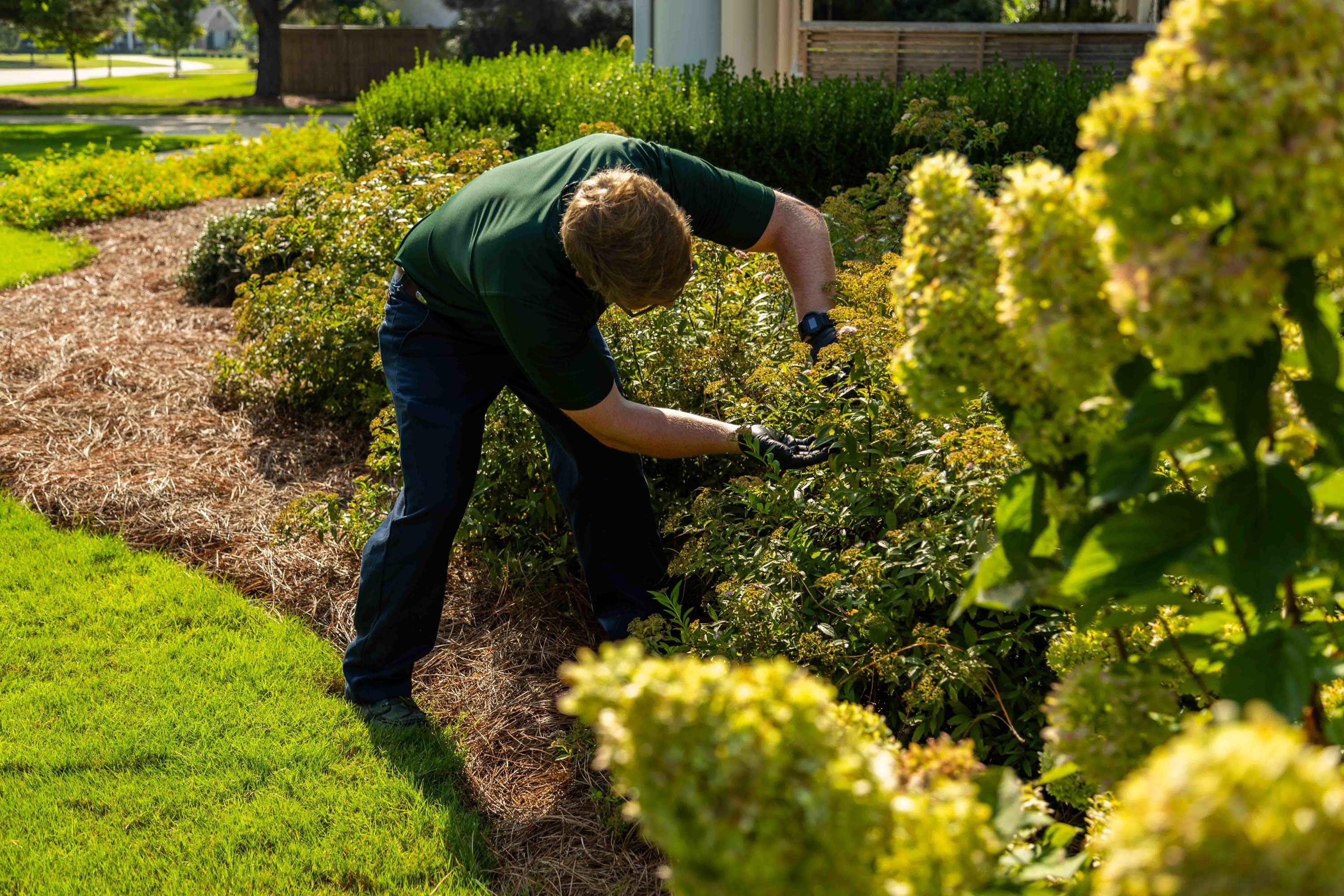 plant health care technician inspecting shrubs hydrangea beds-1