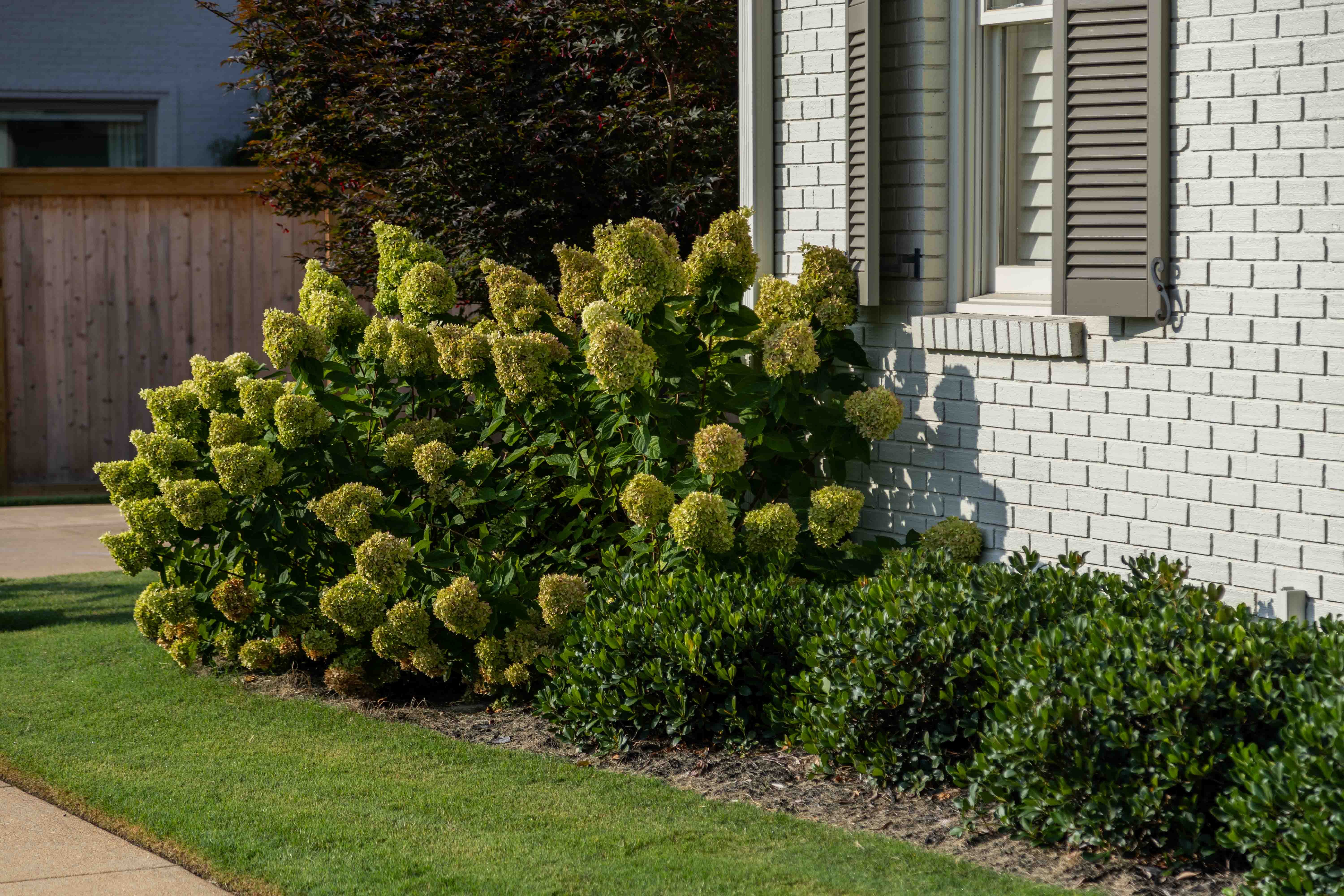 a nicely landscaped foundation planting bed