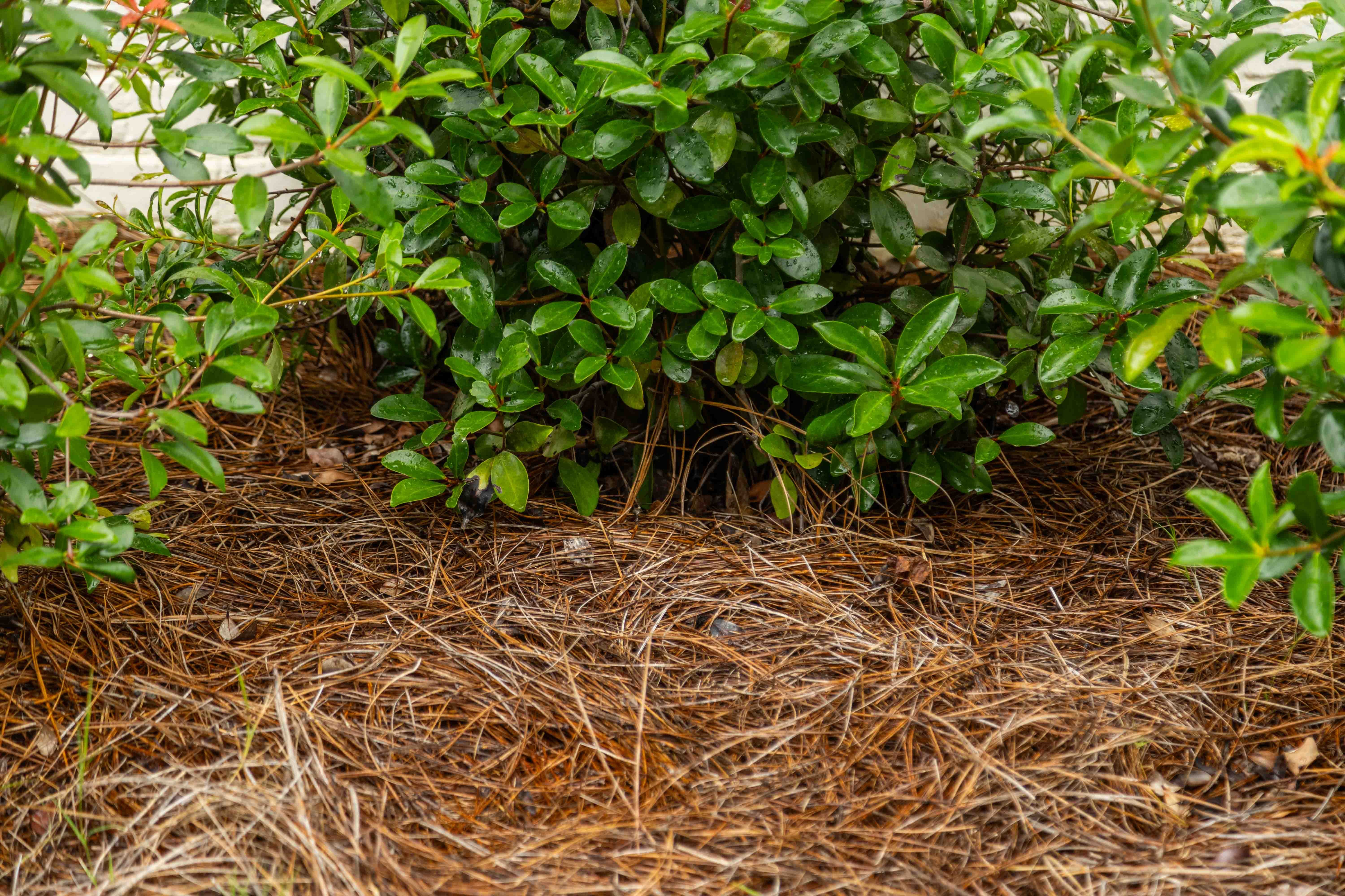 shrubs plant care flower bed pruning mulch 2