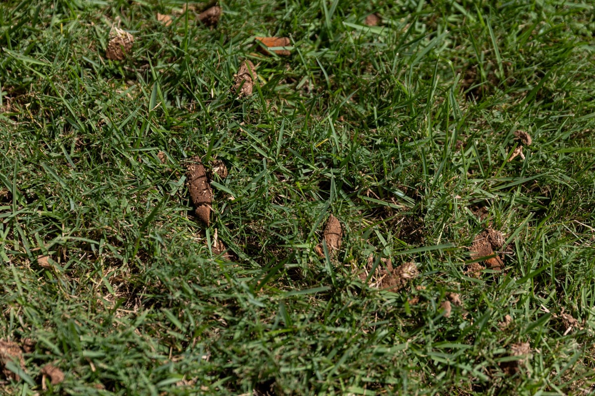 lawn care aeration plugs in grass