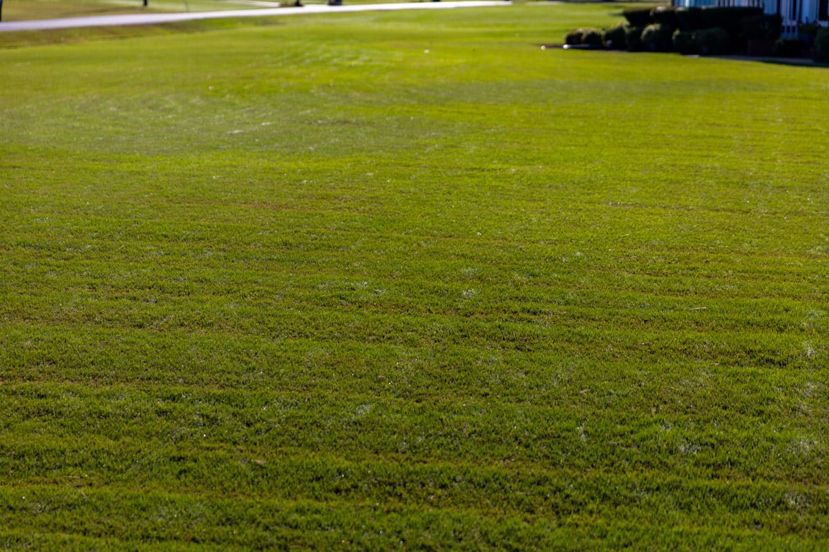 lawn care nice striped lawn