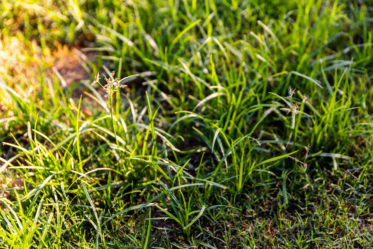 nutsedge weeds growing in a lawn