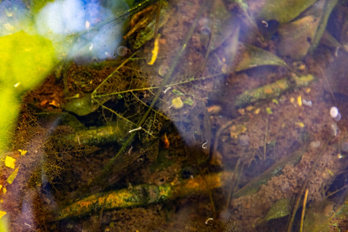 mosquito larvae in standing water