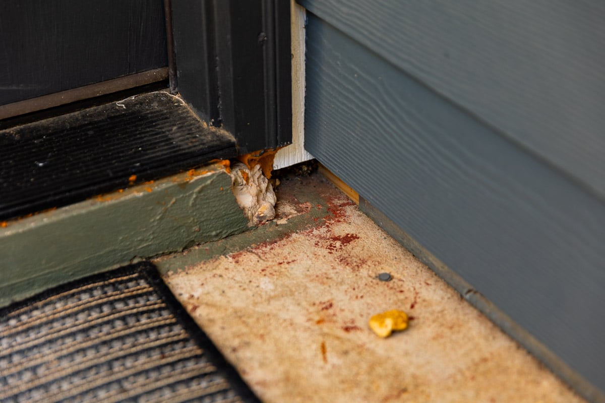 signs of rodent infestation outside a memphis house