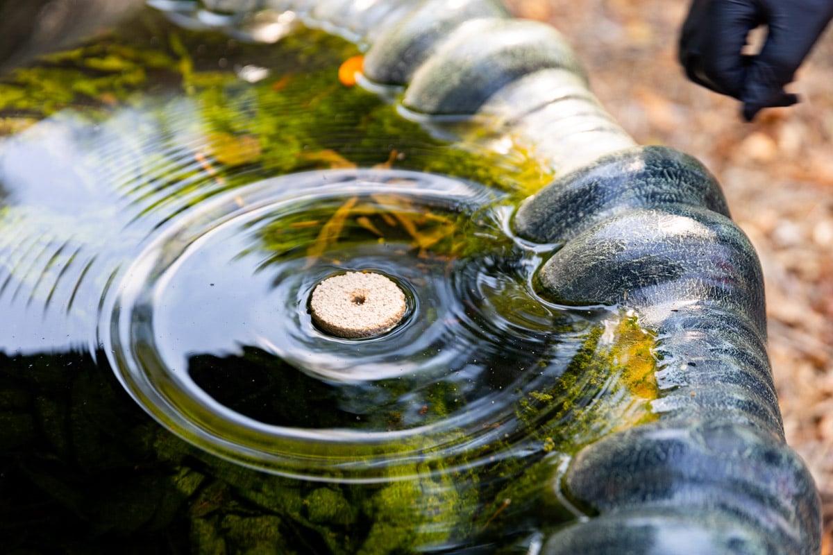 pest control technician placing mosquito control in water 3