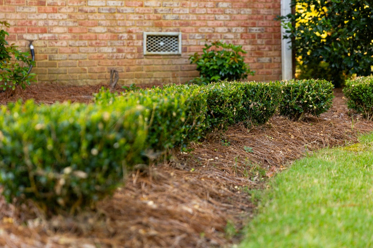 boxwood shrub row in a mulched planting bed