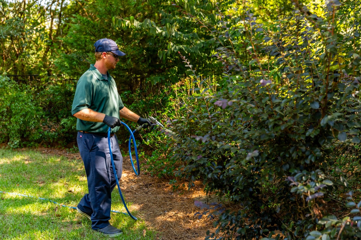 plant health care technician shrub spray 8