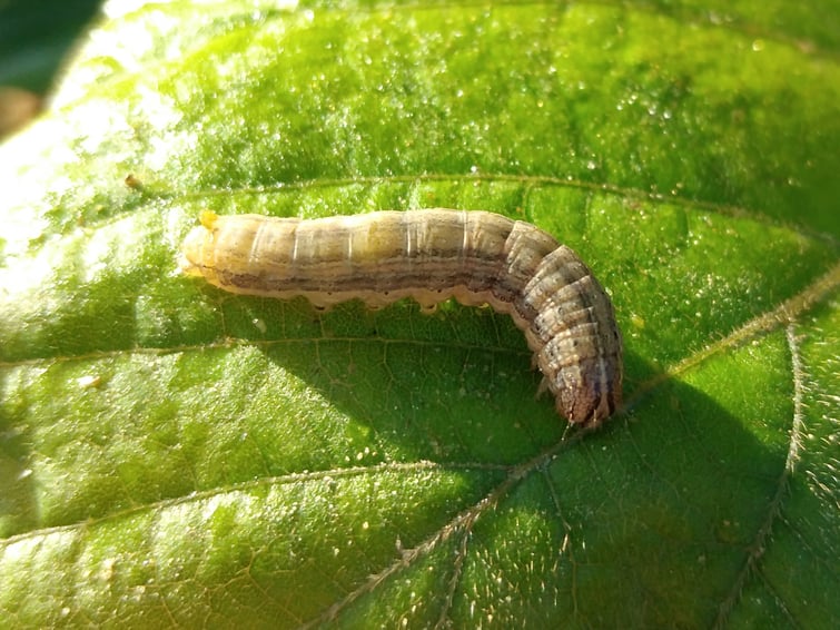 fall armyworm CC