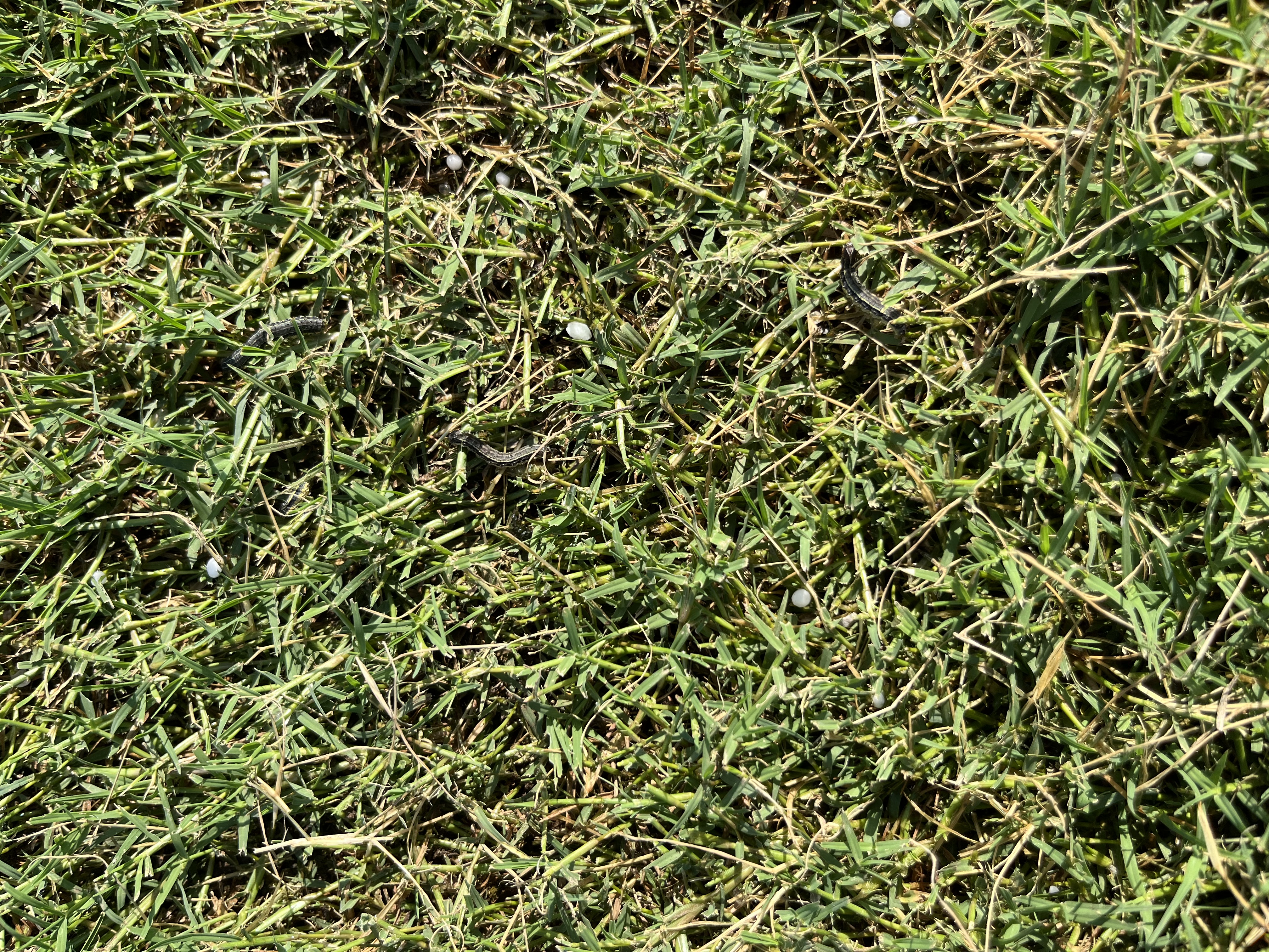 Armyworm Lawn Damage