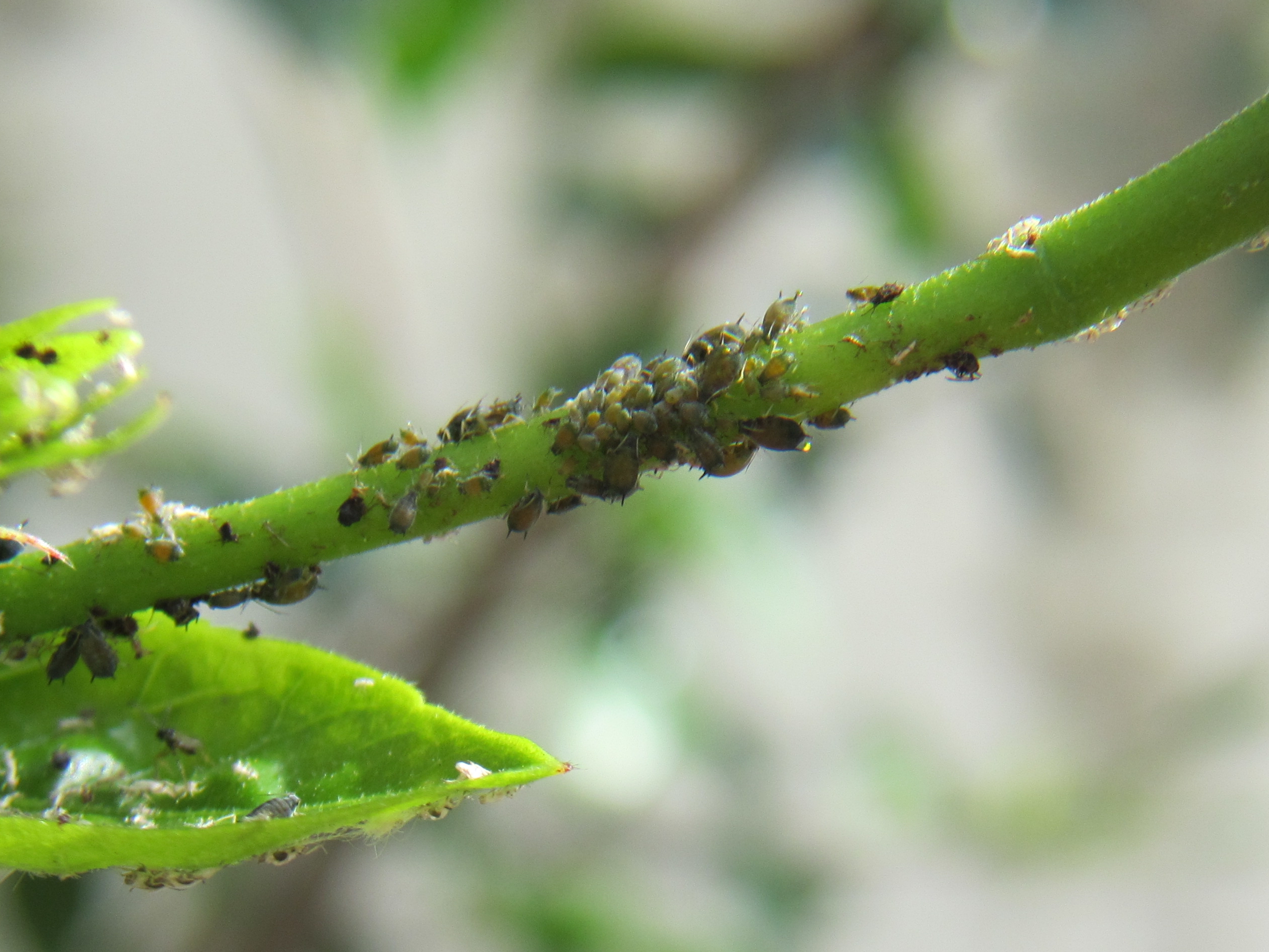 Aphids on a Plant CC