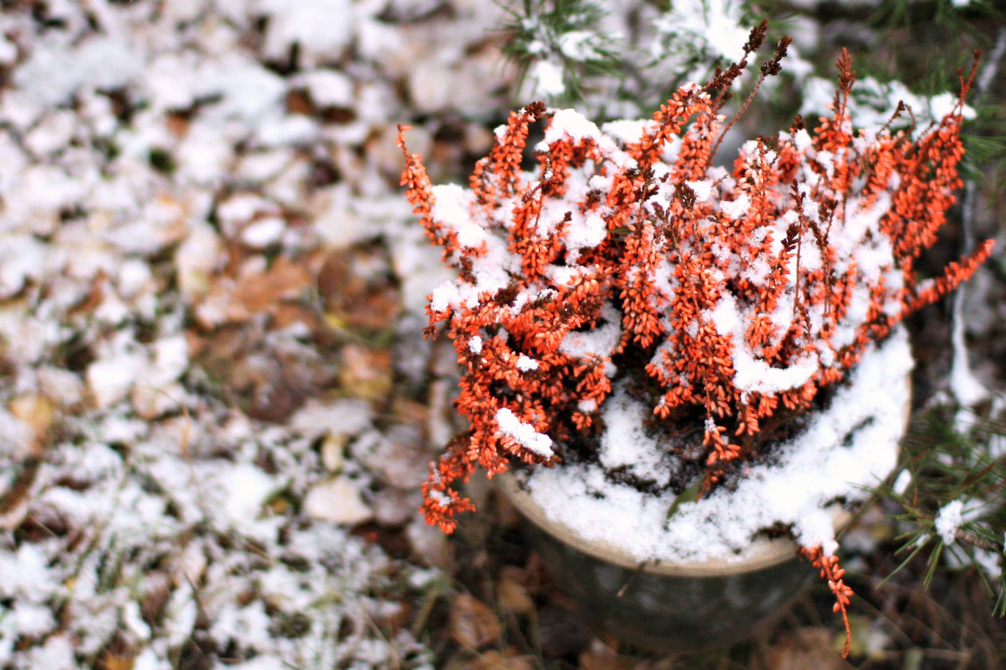 winter plant pot snow (1) (1)