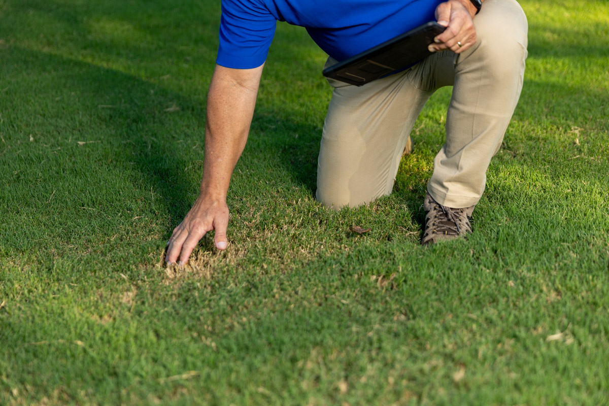 lawn care account manager inspecting lawn 2