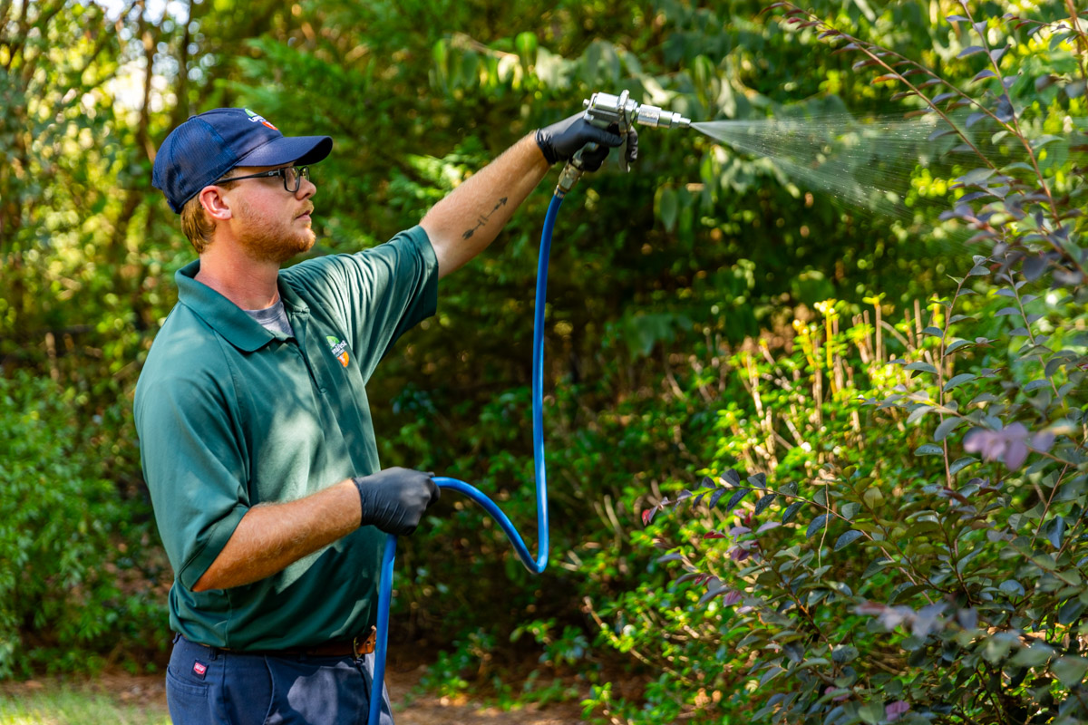 plant health care technician shrub spray 9